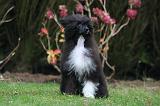 CHIEN NU CHINOIS 244